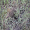 American badger (burrow)