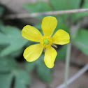 rough buttercup