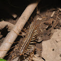 House centipede