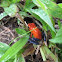 Strawberry Poison-dart Frog