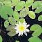 White Water Lily