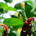 Basilisco esmeralda hembra