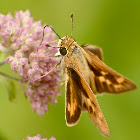 Hobomok skipper