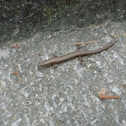 Skink