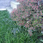 azalea bush