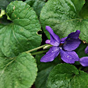 Common Violet Viola odorata