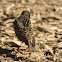 Common (European) Starling