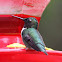 Ruby-throated hummingbird (male)