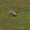 Grey squirrel