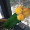 Chin cactus