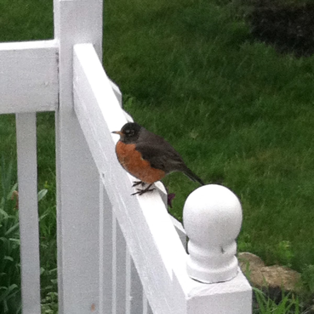 American Robin