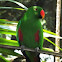 Eclectus Parrot
