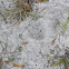 Florida Panther footprint