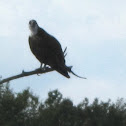 Osprey