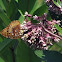 Fritillary