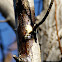 Sweetgum tree