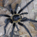 tarantulua