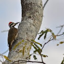 Bearded Woodpecker