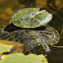 Red Eared Slider