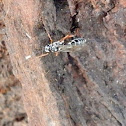 Banded Pupa Parasite Wasp