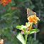 Fiery Skipper (female)