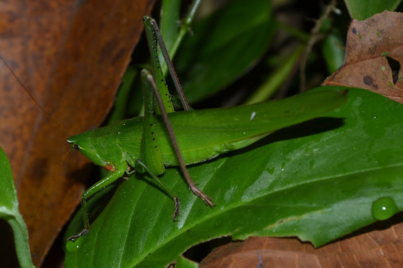 Spotting Image 1