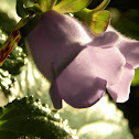 Canterbury Bells