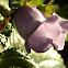 Canterbury Bells