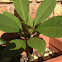 Frangipani