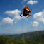 European garden spider