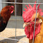 Rooster