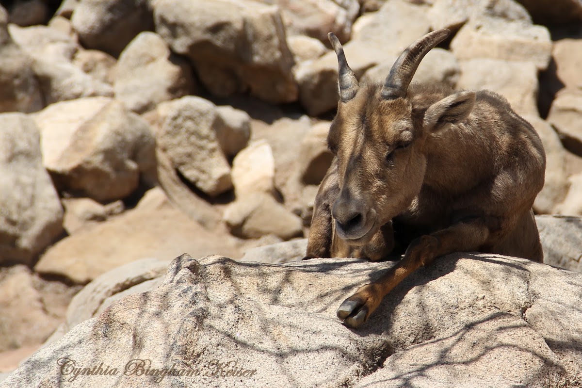 Desert Bighorn Sheep