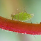 Aphids