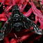 Tiger Bee Fly