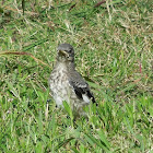mockingbird (juvenile)