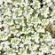 Queen Anne's Lace