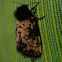 Spanish Moth