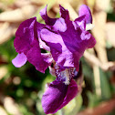 Iris