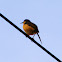 Ashy Prinia