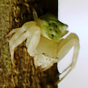 Flower Crab Spider