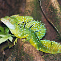 Plumed Basilisk