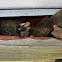 Common Brushtail Possum (Trichosurus vulpecula)