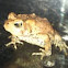 Toad