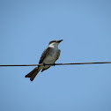 Gray Kingbird