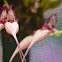 Orquídea Bulbophyllum rothschildianum