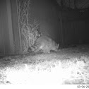 Raccoon