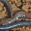 Salamander