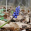 Grape Hyacinth