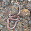 Hawaiian blind snake
