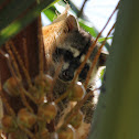 Crab-eating Raccoon